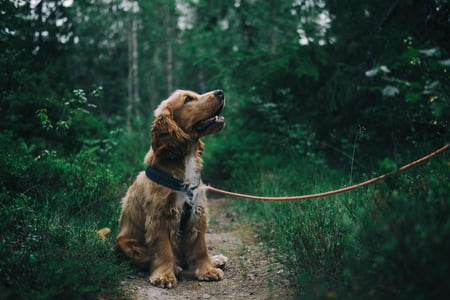 Dog Looking