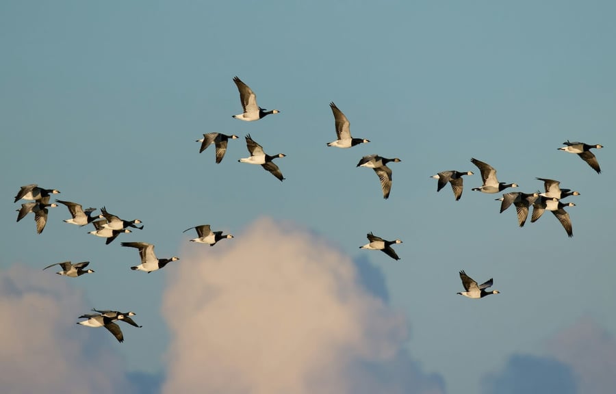 migrating geese